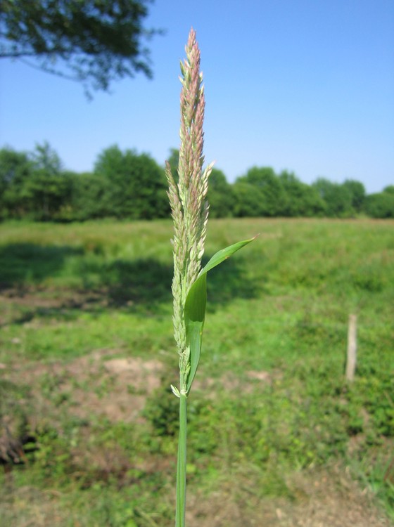 Holcus lanatus